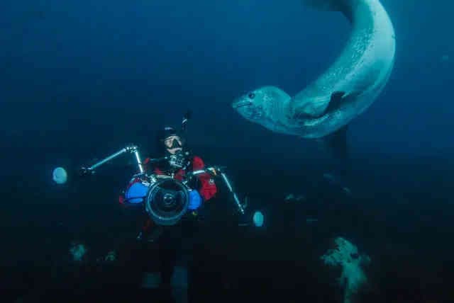 South Georgia Island (Month-Long Expedition) 2026