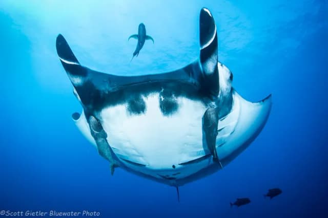 Socorro 2019 Dive Report - Sharks and Manta Rays! Socorro 2019 Dive Report - Sharks and Manta Rays!