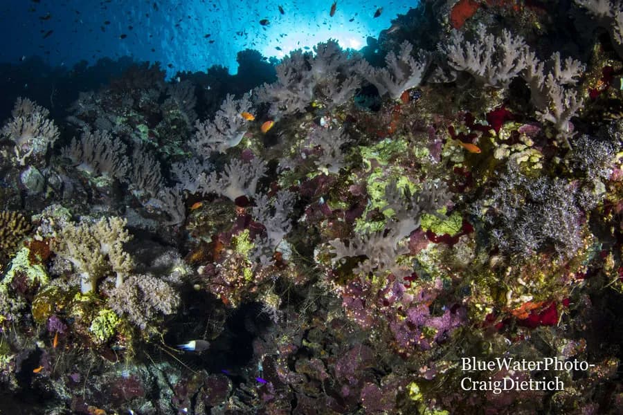 Red Sea Dive Adventure on the Blue Horizon - August 2019 - image Red Sea Dive Adventure on the Blue Horizon - August 2019 - image