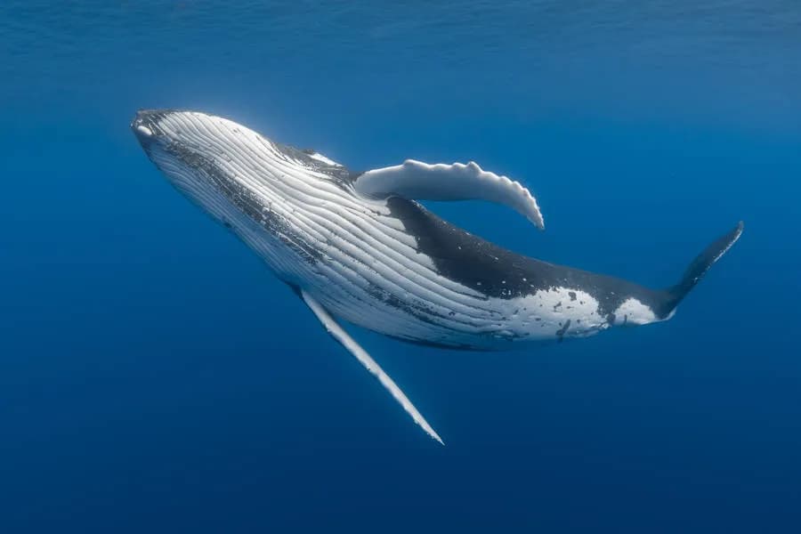 Humpback Whales in Mo'orea - 2019 Trip Report - image Humpback Whales in Mo'orea - 2019 Trip Report - image