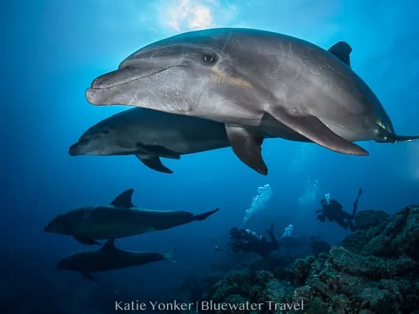 Socorro March 2020 Trip Report Socorro March 2020 Trip Report