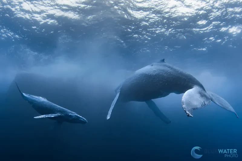 Socorro Trip Report - February 2022 - image Socorro Trip Report - February 2022 - image