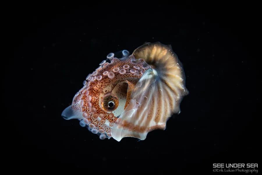 Anilao Spring 2023 Trip Recap - image Anilao Spring 2023 Trip Recap - image