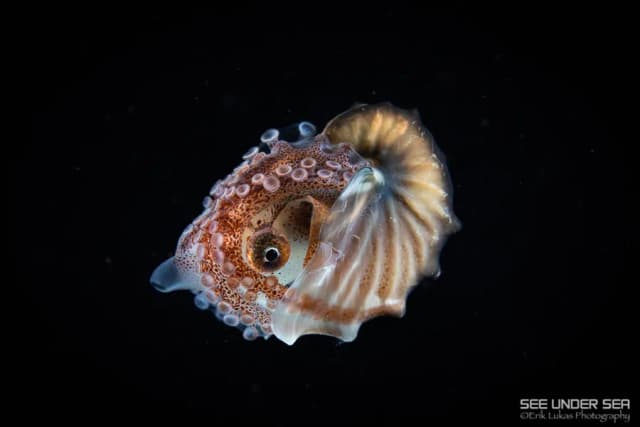 Anilao Spring 2023 Trip Recap Anilao Spring 2023 Trip Recap