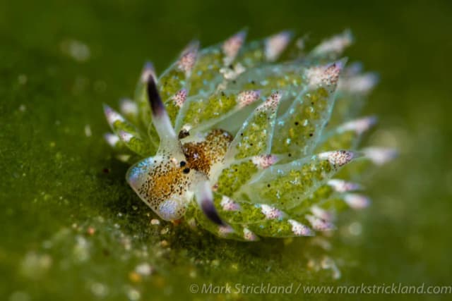 Dumaguete Trip Report 2023 Dumaguete Trip Report 2023