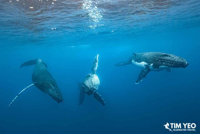 Whale Tales & Coral Trails: A French Polynesian Odyssey Whale Tales & Coral Trails: A French Polynesian Odyssey