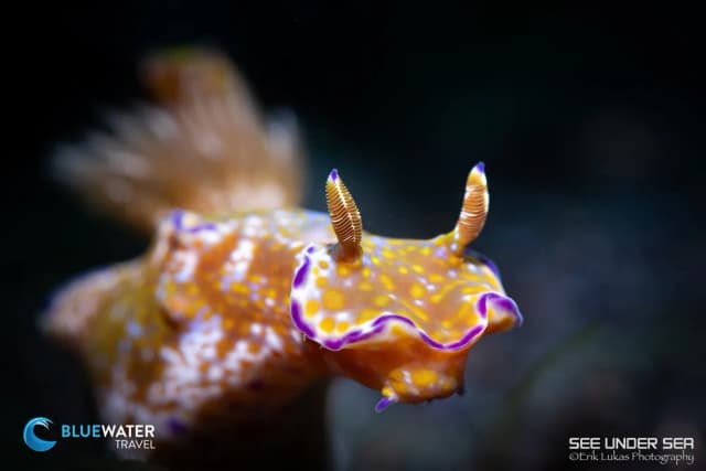 Lembeh Trip Report 2023 Lembeh Trip Report 2023
