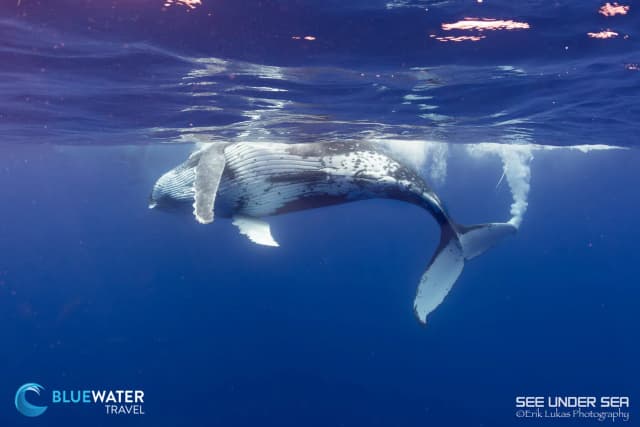 Moorea 2023 Trip Report Moorea 2023 Trip Report