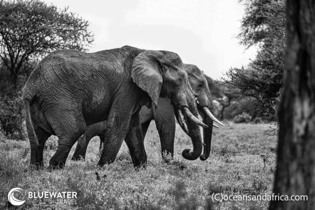 Tanzania Big Game Safari Trip Report December 2023 Tanzania Big Game Safari Trip Report December 2023