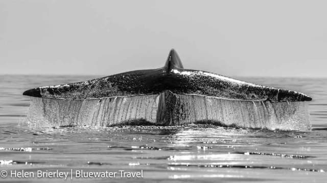 Baja Ultimate Whale Safari Trip Report 2024 Baja Ultimate Whale Safari Trip Report 2024