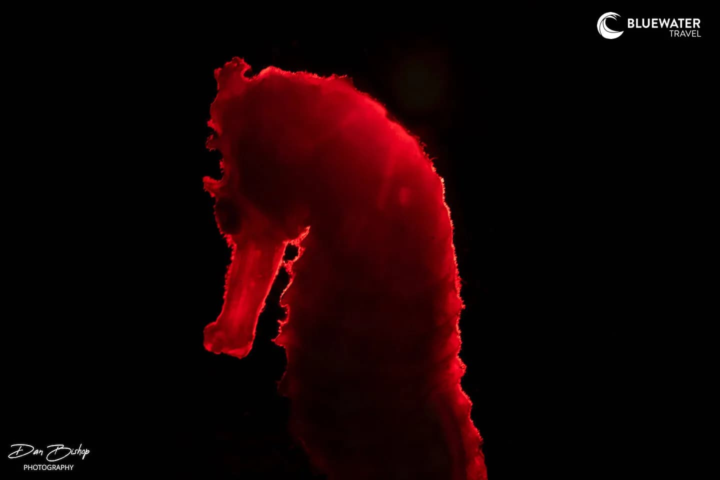 Anilao Trip Recap Spring 2024 - image Anilao Trip Recap Spring 2024 - image