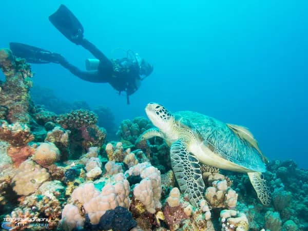 Best Scuba Diving in Africa - Top 8 - image Best Scuba Diving in Africa - Top 8 - image