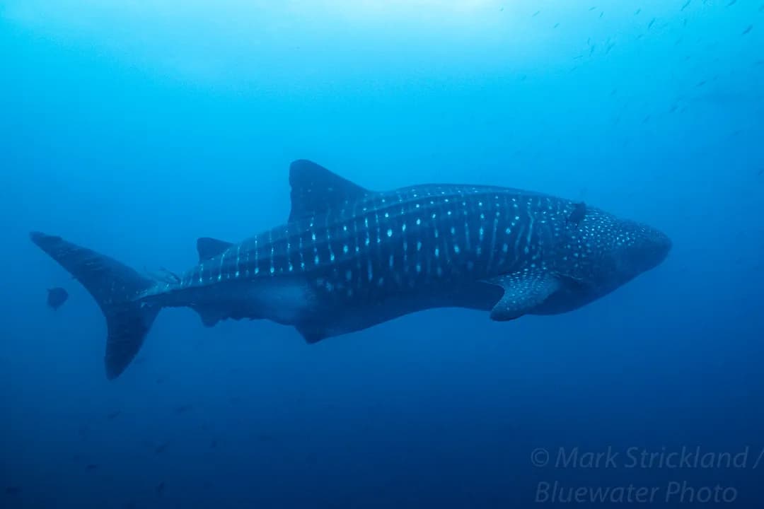 Galapagos Travel Tips - image Galapagos Travel Tips - image