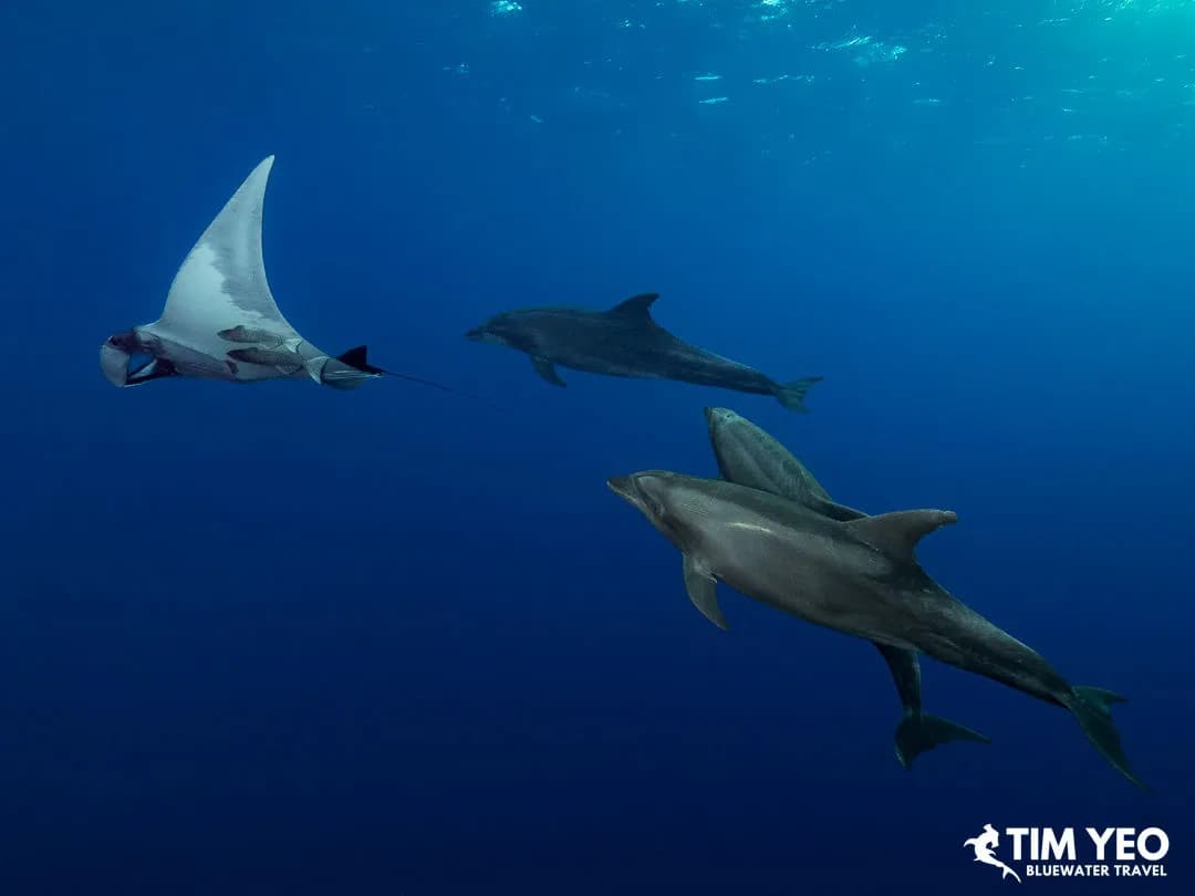 Socorro Marine Park Fee Increase 2025 - image Socorro Marine Park Fee Increase 2025 - image