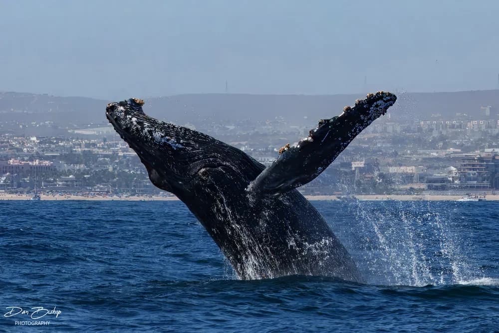 Baja Ultimate Whale Safari 2025 Trip Report - image Baja Ultimate Whale Safari 2025 Trip Report - image