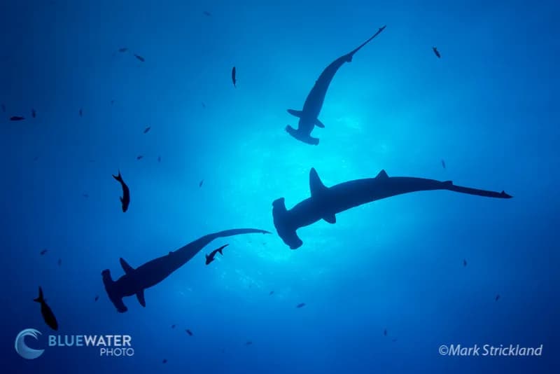 Trip Extensions - image Trip Extensions - image