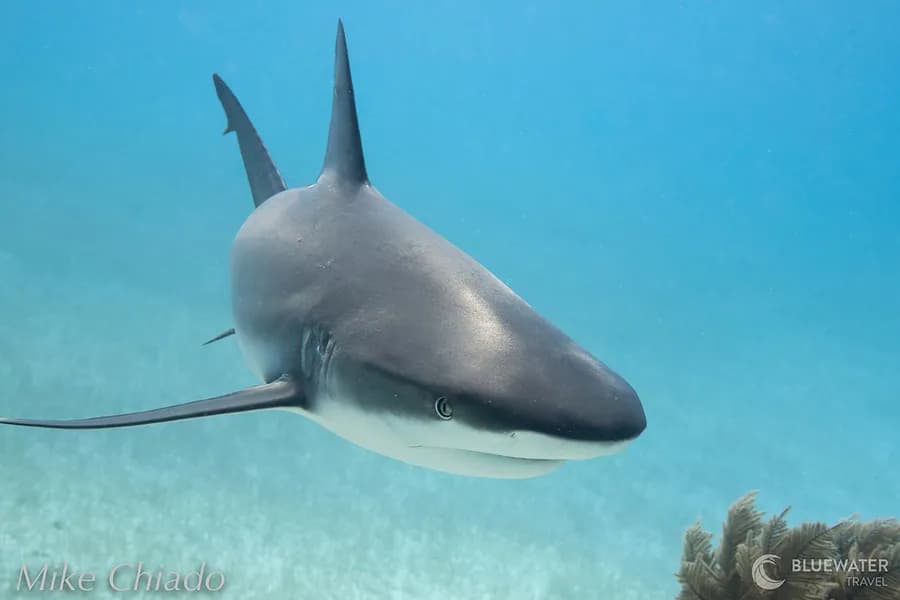 Scuba Diving in March - Top 3 Destinations - image Scuba Diving in March - Top 3 Destinations - image