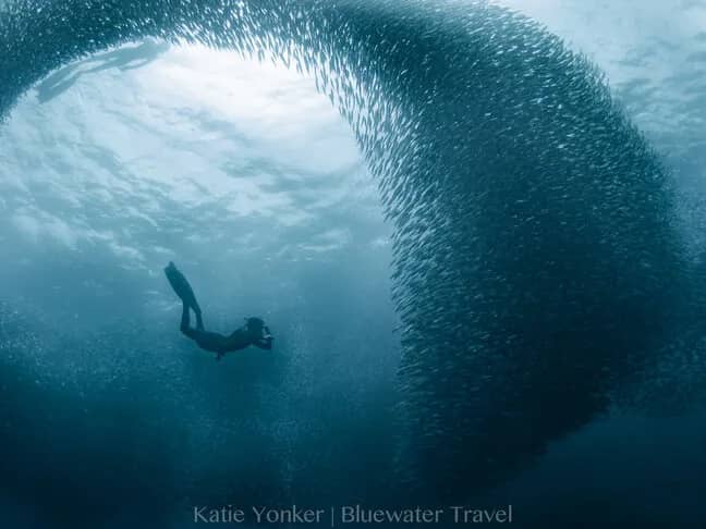 Best Diving in the Philippines - Top 9 Best Diving in the Philippines - Top 9