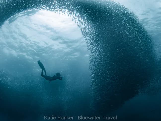 Best Diving in the Philippines - Top 9 - image Best Diving in the Philippines - Top 9 - image