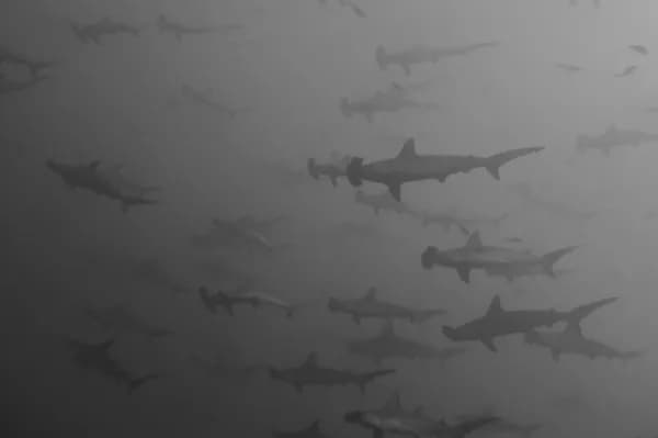 Top Remote & Off The Beaten Track Dive Destinations - image Top Remote & Off The Beaten Track Dive Destinations - image