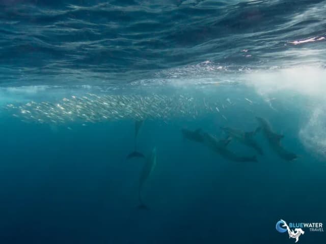 Bluewater Travel and Eco Dive Center South Africa Trip Recap Bluewater Travel and Eco Dive Center South Africa Trip Recap