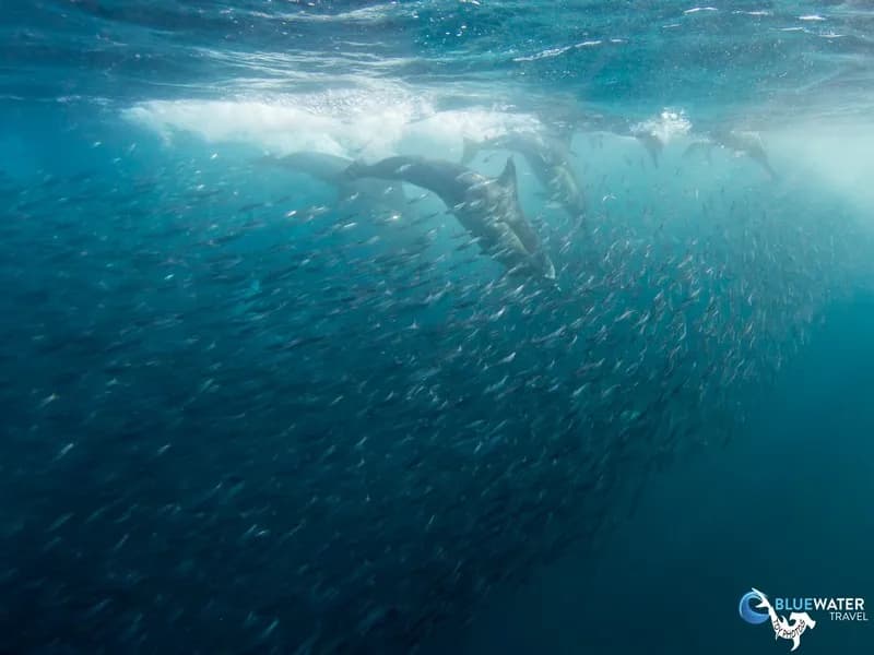 South Africa - image South Africa - image