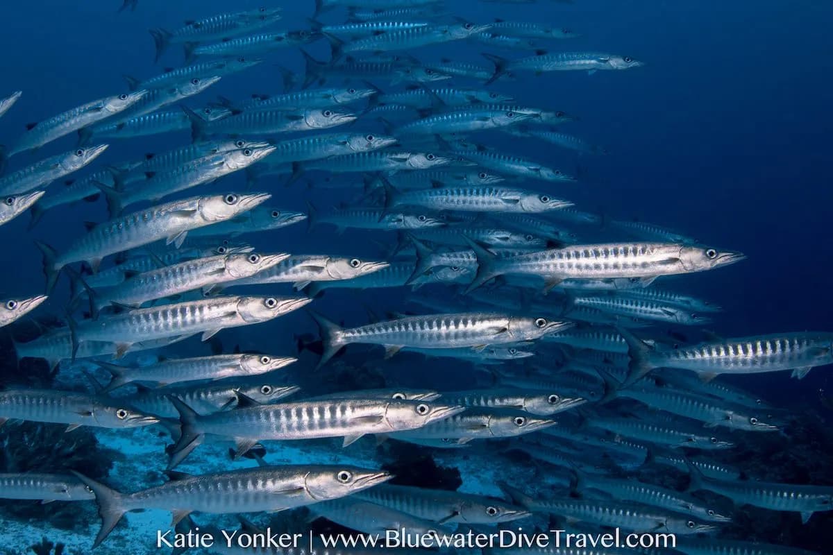 Oman - image Oman - image