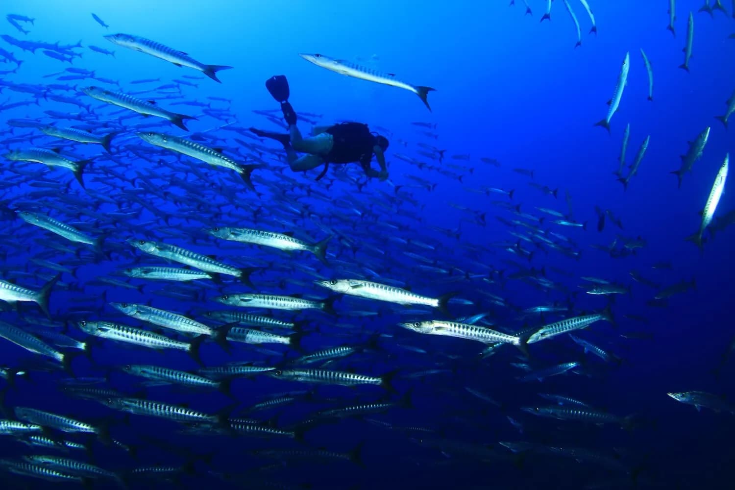 Saudi Arabia - image Saudi Arabia - image