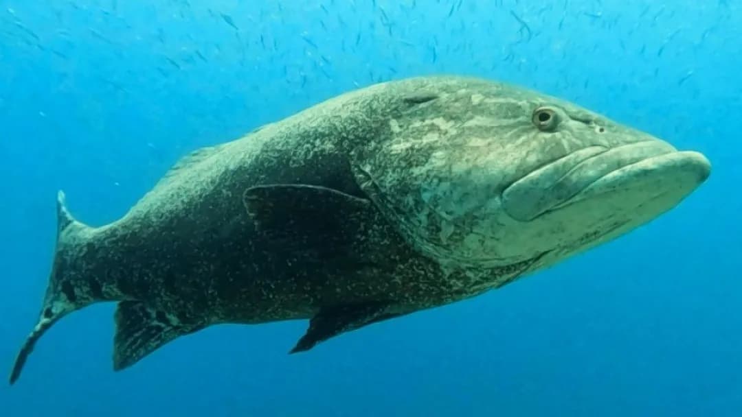 Mozambique - image Mozambique - image