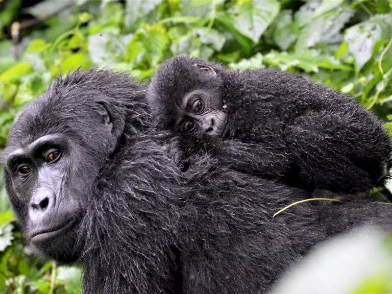 Gorilla Trekking - image Gorilla Trekking - image