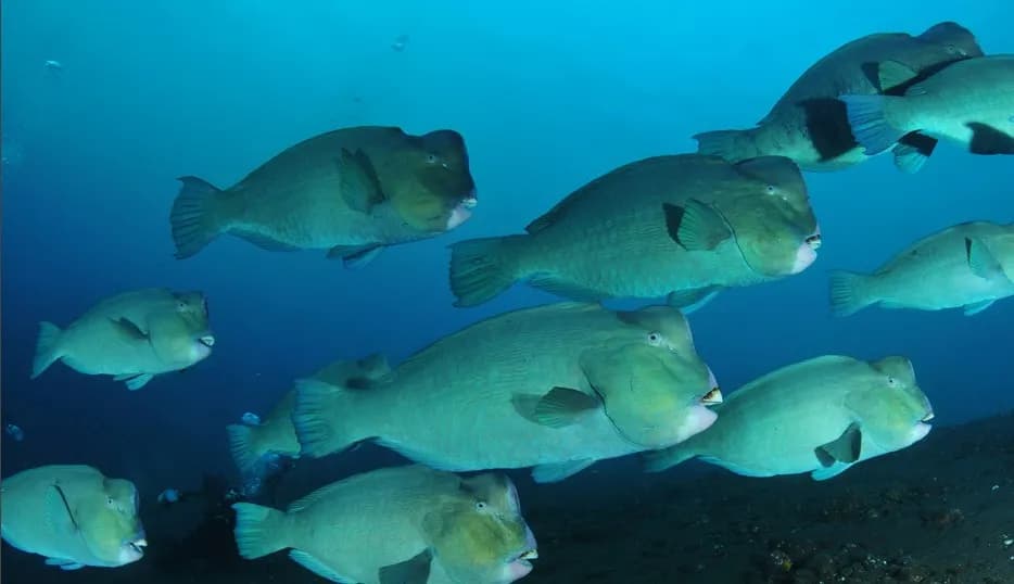 5. Sipadan 5. Sipadan