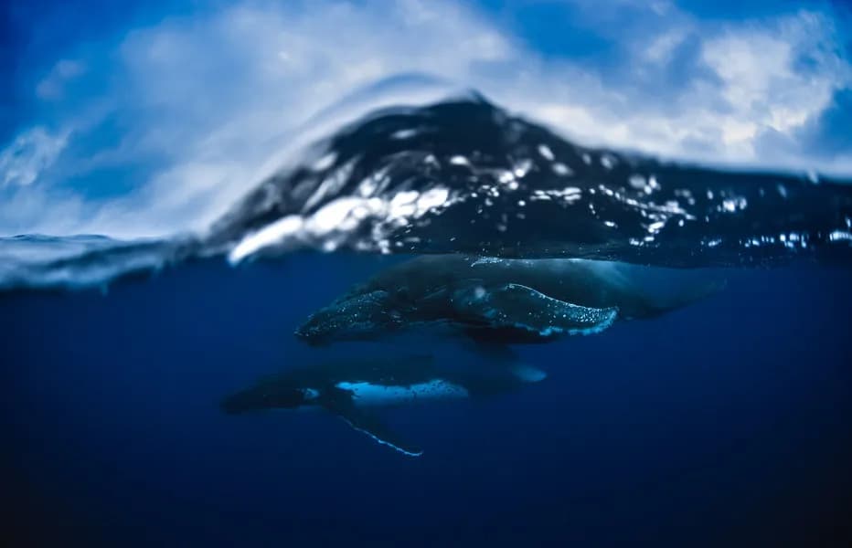 Tonga - image Tonga - image