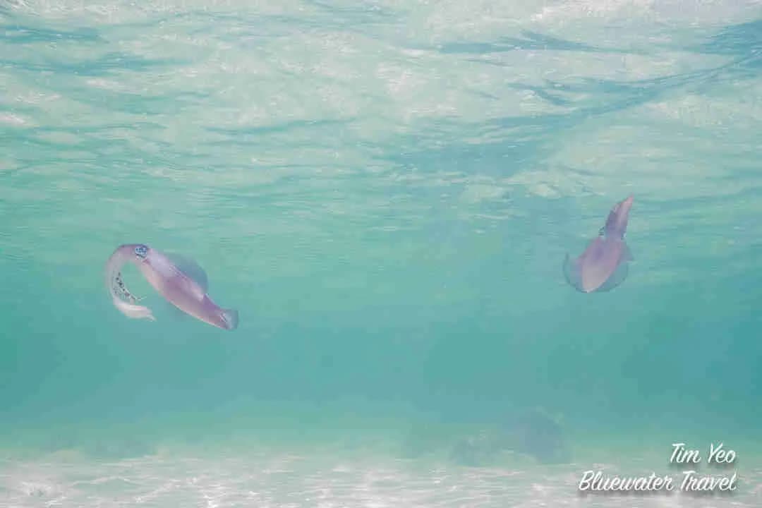 Red Sea & Middle East - image Red Sea & Middle East - image