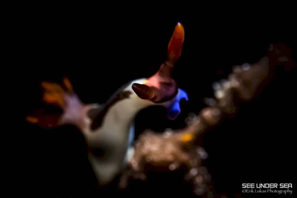 Alor - image Alor - image