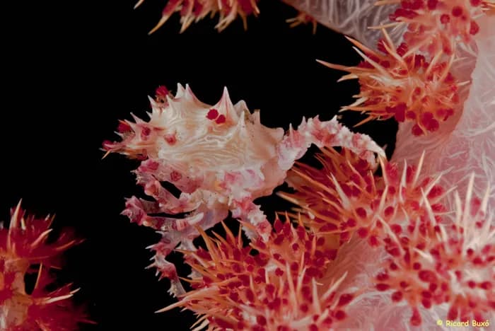 Cenderawasih Bay - image Cenderawasih Bay - image