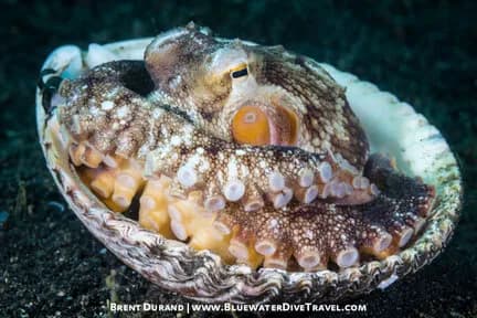 6. Lembeh Strait 6. Lembeh Strait