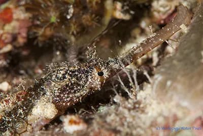 8. Cebu And Bohol 8. Cebu And Bohol