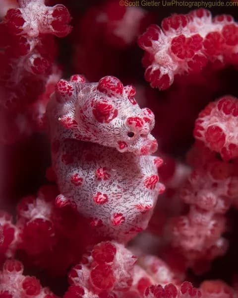 Puerto Galera - image Puerto Galera - image