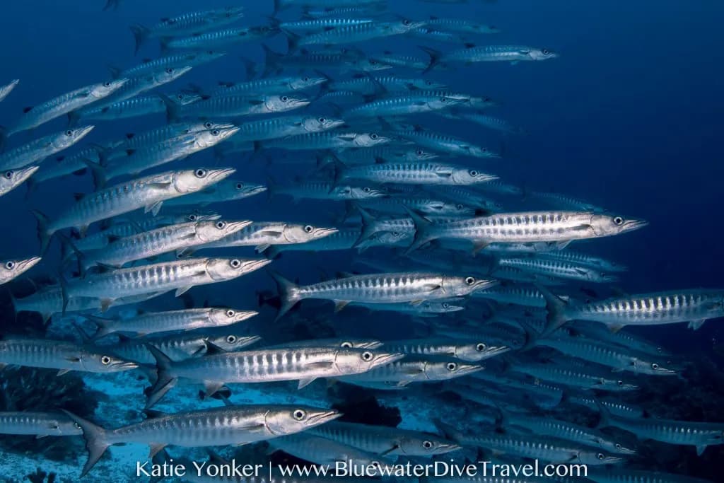 8. Tubbataha 8. Tubbataha