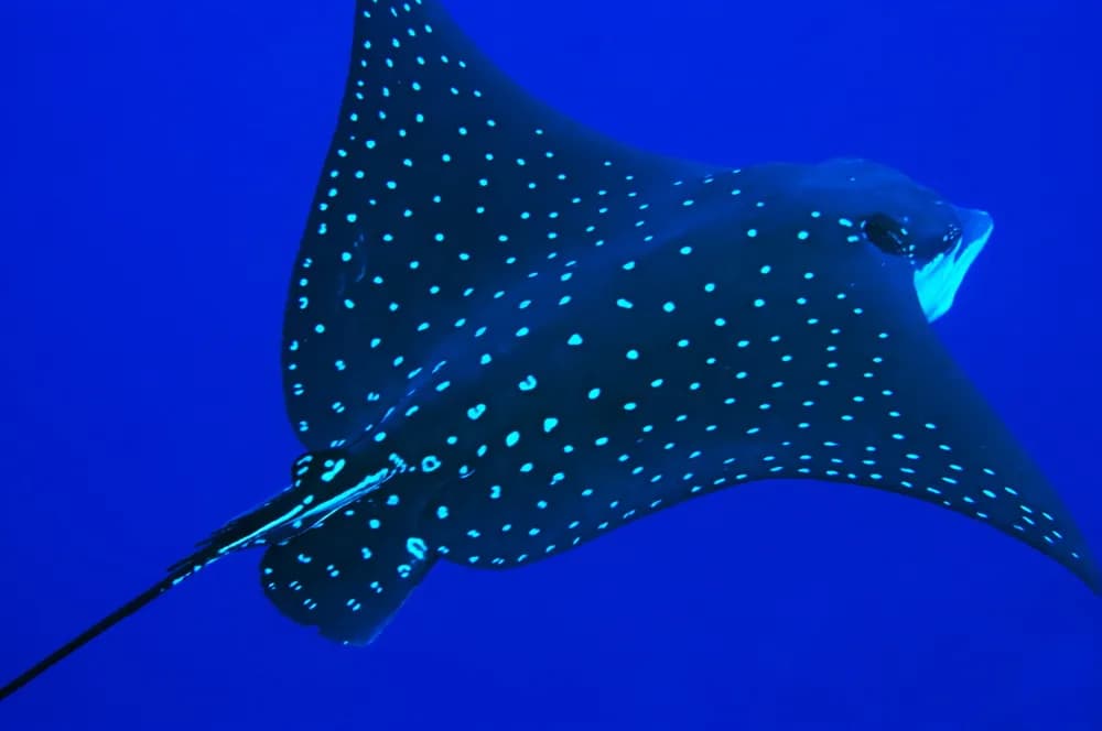 Kosrae - image Kosrae - image