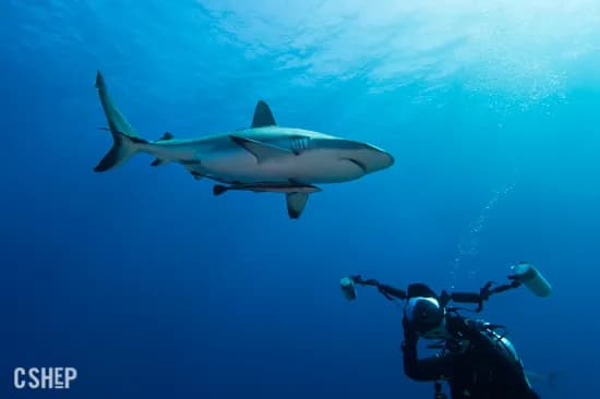 Great Barrier Reef - image Great Barrier Reef - image