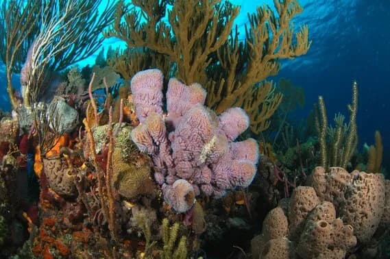 3. Bahamas 3. Bahamas