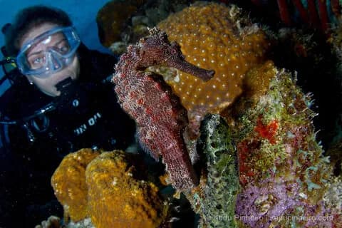 1. Bonaire 1. Bonaire