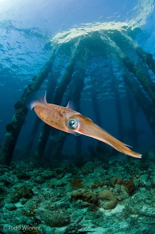 9. Cayman Islands 9. Cayman Islands