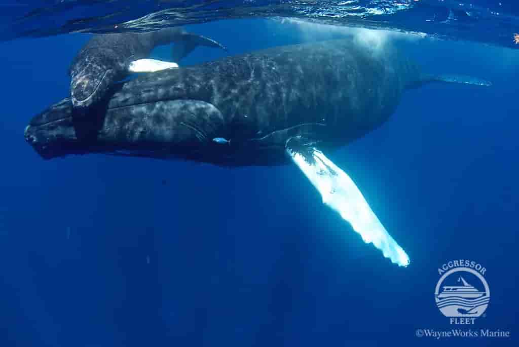 Thumbnail 1 Thumbnail 1