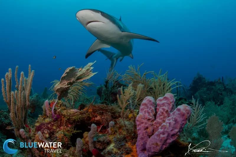 8. Roatan, Utila & Guanaja 8. Roatan, Utila & Guanaja