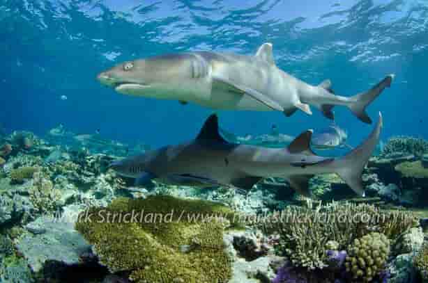 Thumbnail 2 Thumbnail 2