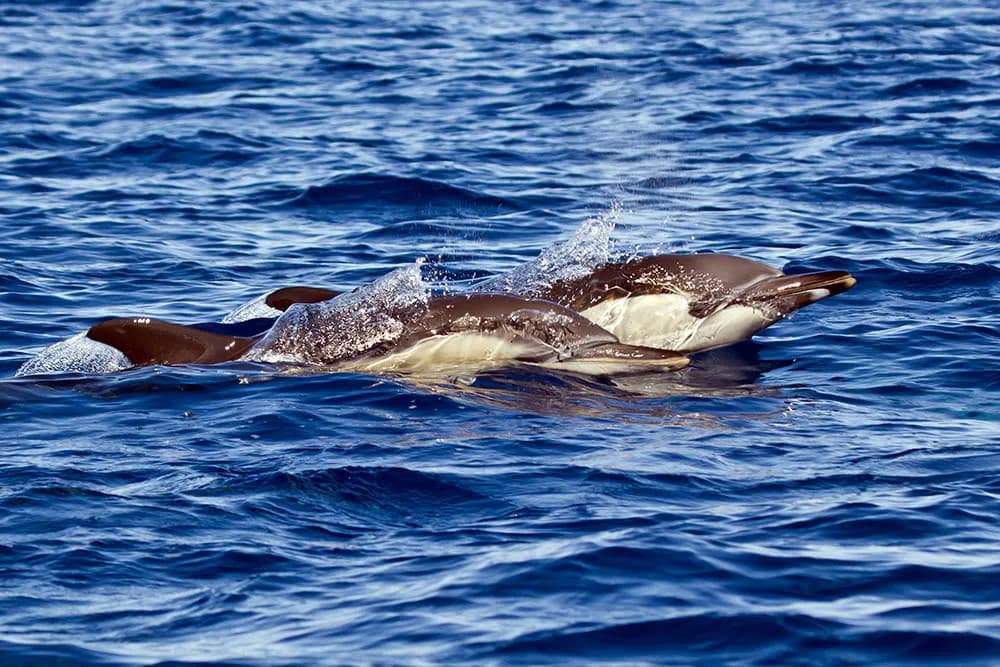 Cabo San Lucas - image Cabo San Lucas - image