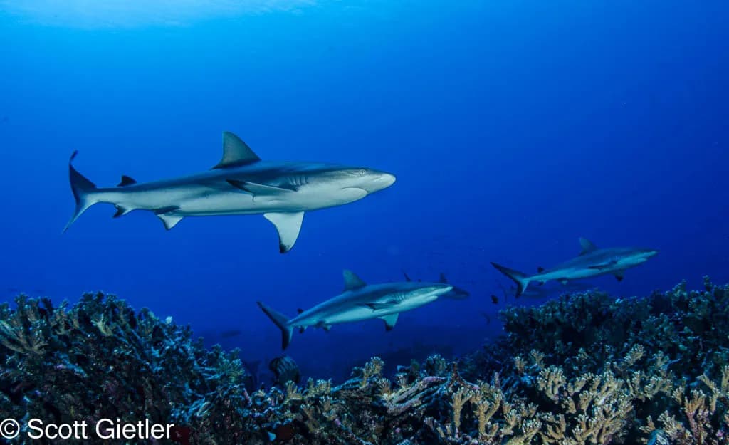 French Polynesia - image French Polynesia - image