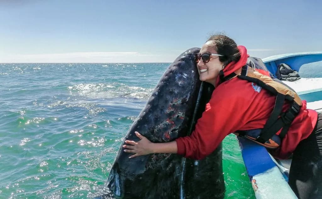 San Ignacio Gray Whales - image San Ignacio Gray Whales - image